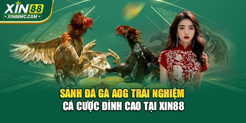 Sảnh Đá Gà AOG – Trải Nghiệm Cá Cược Đỉnh Cao Tại Xin88