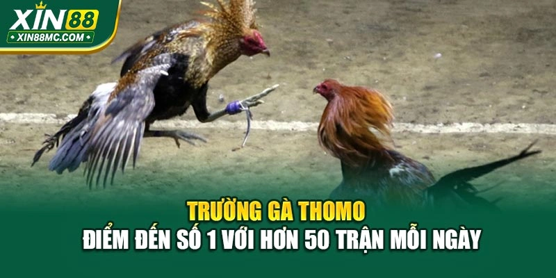 Trường gà Thomo  điểm đến số 1 với hơn 50 trận mỗi ngày